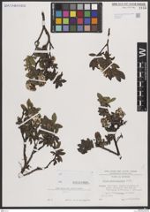 Foto von Salix breviserrata Flod.